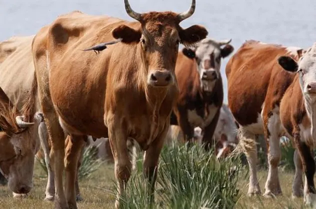 Hindistan’ın Uttar Pradeş eyaletinde inek kesen 7 kişi gözaltına alındı