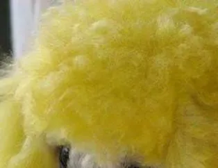 Köpeklerin Modası