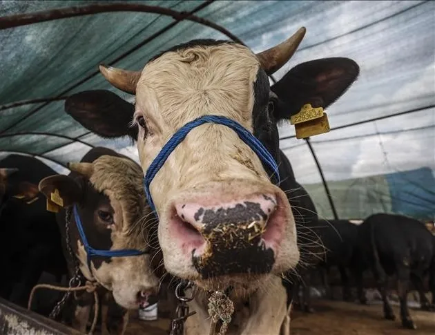 Kurbanlıklarda sıkıntı olmayacak