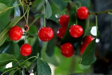 Bir avuç vişne diyabeti önle