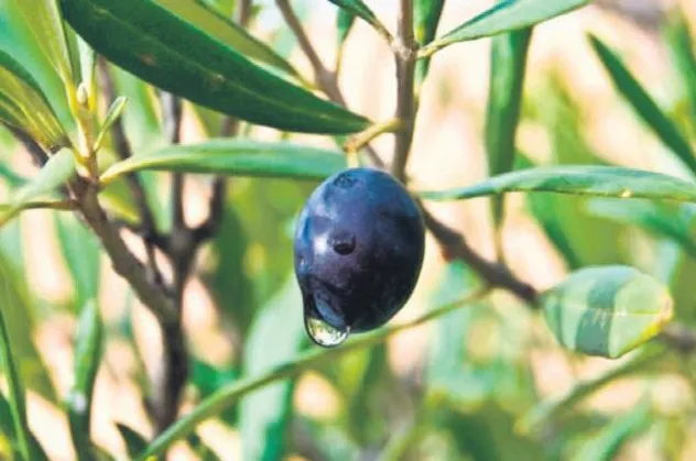 Bu yatırımın tam zamanı: Bağışıklığı güçlendiren bitkilere ilgi arttı