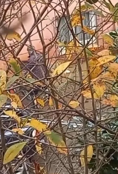 aci-icinde-bagirdi-beykozda-kopege-baltali-iskence-sahis-gozaltina-alindi-1704307271938.jpeg Acı içinde bağırdı | Beykoz'da köpeğe baltalı işkence! O cani gözaltına alındı-4