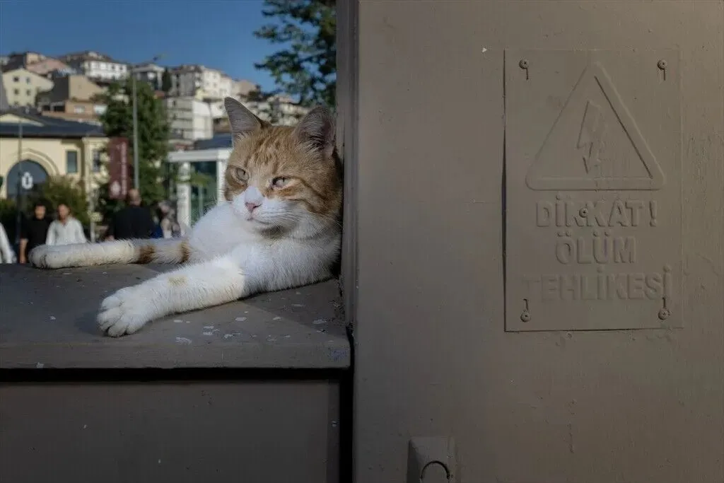 kedi-isirdi-aylar-sonra-kuduz-cikti-3-yasindaki-cocuk-entube-edildi-1786713921853.jpeg Kedi tırmaladı, aylar sonra kuduz çıktı! Diyarbakır’da 3 yaşındaki çocuk entübe edildi-3