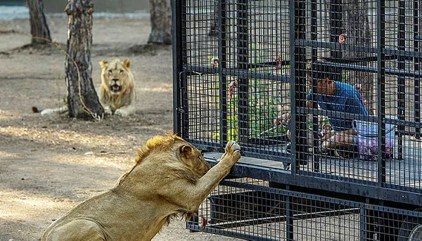 antalyada-bir-isletmenin-telle-cevrili-kamyonetle-aslan-safarisine-yogun-tepki-1631962755870.jpg Antalya'da bir işletmenin telle çevrili kamyonetle aslan safarisine yoğun tepki-5