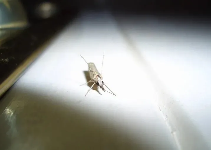 1-2-damla-damlatmak-yeterli-evdeki-guvelerin-kokunu-kaziyacak-dogal-yontem-1714072242322.jpeg Evdeki güvelerin kökünü kazıyacak doğal yöntem: 1-2 damla damlatmak yeterli!-6