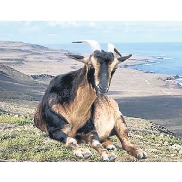 Keçi inada