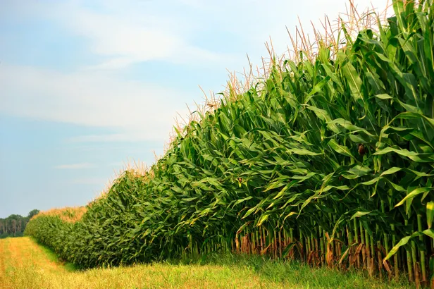 misir-alim-fiyatlari-ne-kadar-oldu-bakan-pakdemirli-acikladi-yuzde-14-artis-yasanacak-1596055127524.jpg Mısır alım fiyatları ne kadar oldu? Bakan Pakdemirli açıkladı! Yüzde 15 artacak-3