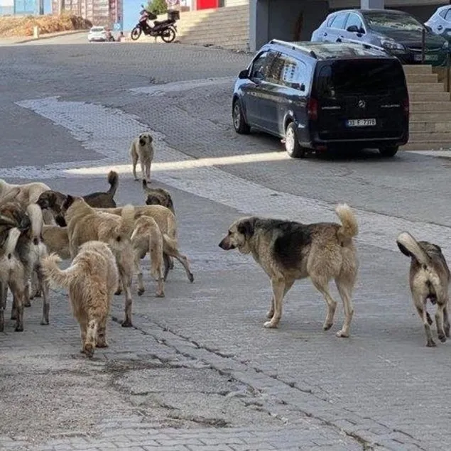 Başıboş sokak köpeği terörüne geçit yok