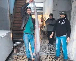 4 metrelik kuyruklu köpekbalığı