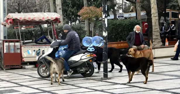 Avcılar Havuz Meydanı'ndaki köpekler motosikletlilere ve çek çek arabalarına tepki gösteriyor