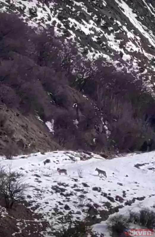 Erzincan'da dağ keçilerini takip eden kurt sürüsü görüntülendi - 3