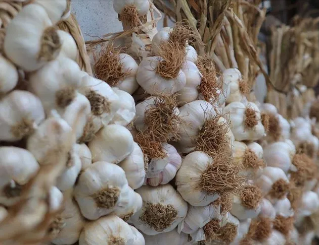 Sarımsaklasak da korunsak