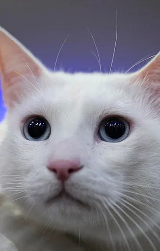 Rüyada kedi görmek ne anlama gelir?