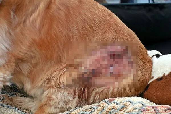 Asiye Ateş'ten sonra bir pitbull dehşeti daha! Dehşet anları anbean kamerada! - 9