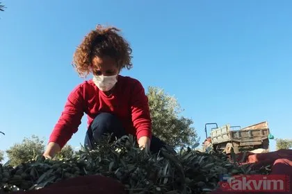 Her yıl 6 aylığına gittiği Kilis’ten dünyaya tonlarca zeytinyağı ihraç ediyor