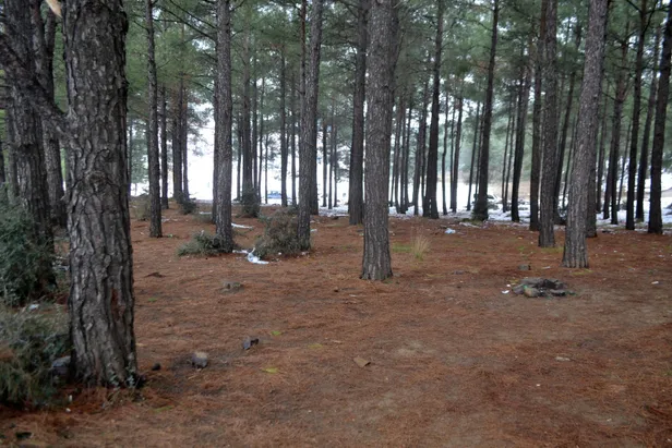 Edirne'de bulunan bir ormanda dehşet! Gazete kağıdına sarılı halde buldu-3