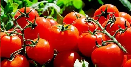 Domates, kemİk erimesini önler