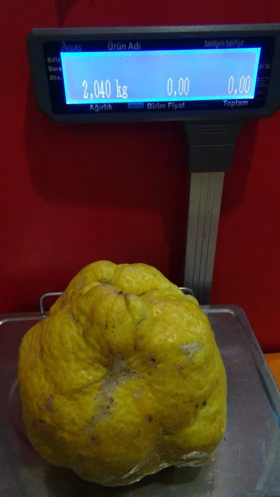 bin-liradan-satacak-turkiyenin-en-buyuk-limonu-tam-tamina-2-kilo-40-gram-1638435862122.jpg Bin liradan satacak! Türkiye'nin en büyük limonu: tam tamına 2 kilo 40 gram-4