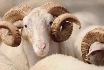 Kurban Bayramı hangi güne denk geliyor, arife ne zaman? 2025 Kurban Bayramı tatili kaç gün olacak?