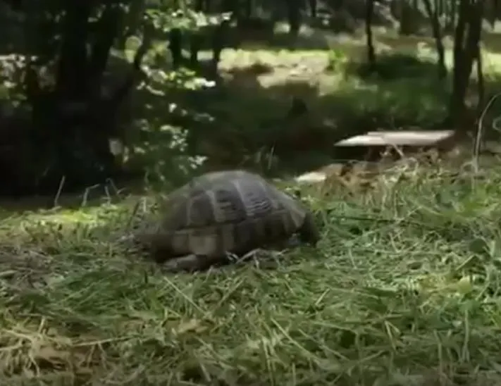 İmamoğlu’nun yalanını ortaya çıkaran kaplumbağa detayı