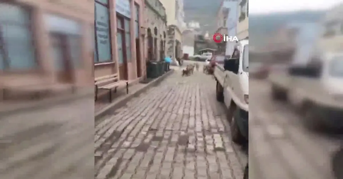 Anne ve oğlu, birer hafta arayla köpeklerin saldırısına uğradı