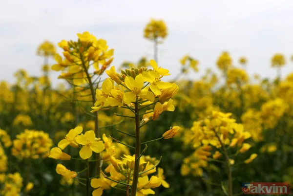 Trakya'da kanola yerini tekrar ayçiçeğe bıraktı - 4