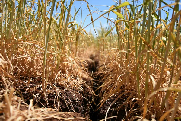 baskan-erdogan-destek-miktarini-acikladi-esnaf-sanayici-ve-ciftci-sevince-boguldu-1621279592532.jpg Başkan Erdoğan destek miktarını açıkladı! Esnaf, sanayici ve çiftçi sevince boğuldu-4