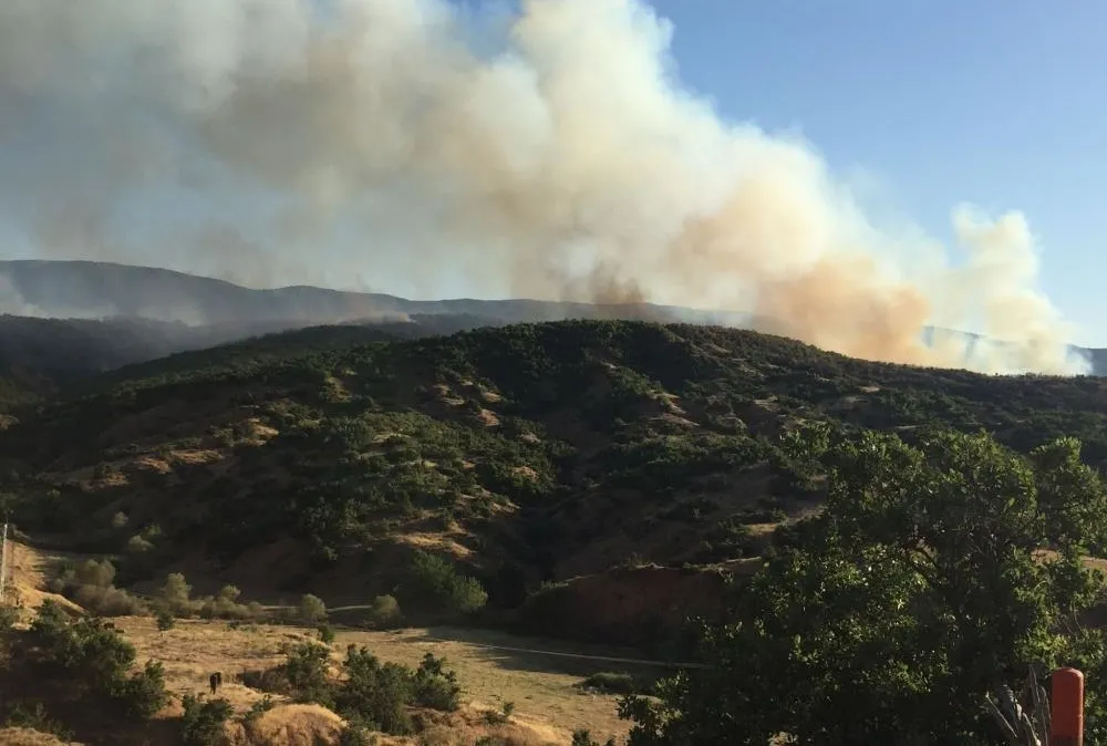 Bingöl’de orman yangını!