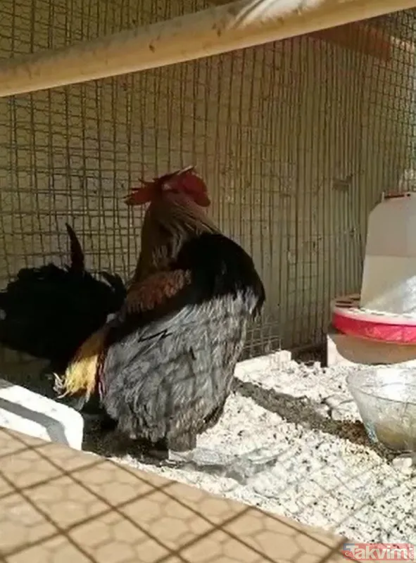 Öterken bayılan Denizli horozu Bahtiyar baba oldu! 10 civcivi var - 13
