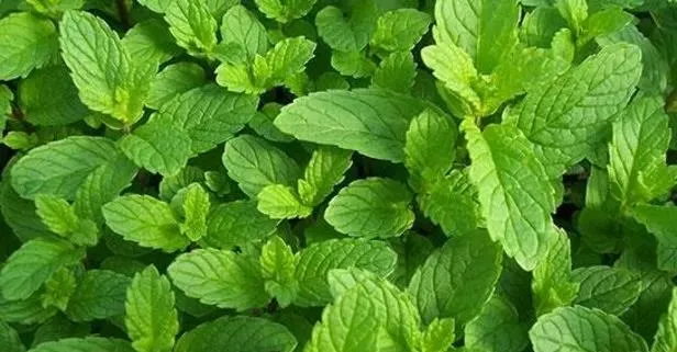 İlaç gibi nane