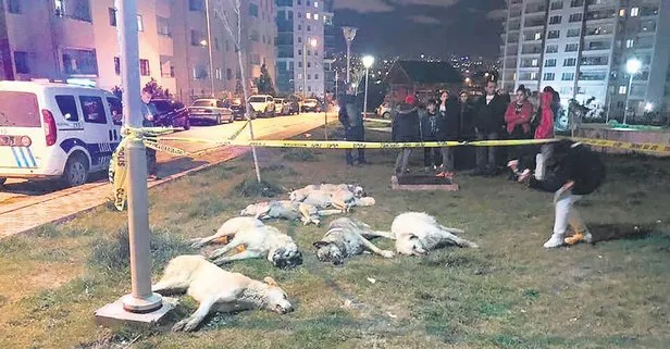 Ankara Batıkent’te yaşanan vahşeti yüz binlerce hayvansever lanetledi