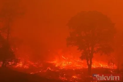 ABD’nin California eyelatinde söndürülemeyen orman yangınları nedeniyle olağanüstü hal ilan edildi