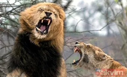 Dişi aslanlar erkek aslana böyle saldırdı! İnanılmaz anlar...