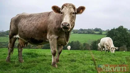 Resmen vahşet! Birkaç litre fazla süt için ineklere yaptıklarına bakın...