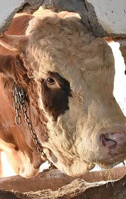 'Şampiyon Doruk' 40 bin liraya alıcısını bekliyor