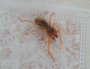 Salonunda gördü gözlerine inanamadı! Et yiyen örümcek...