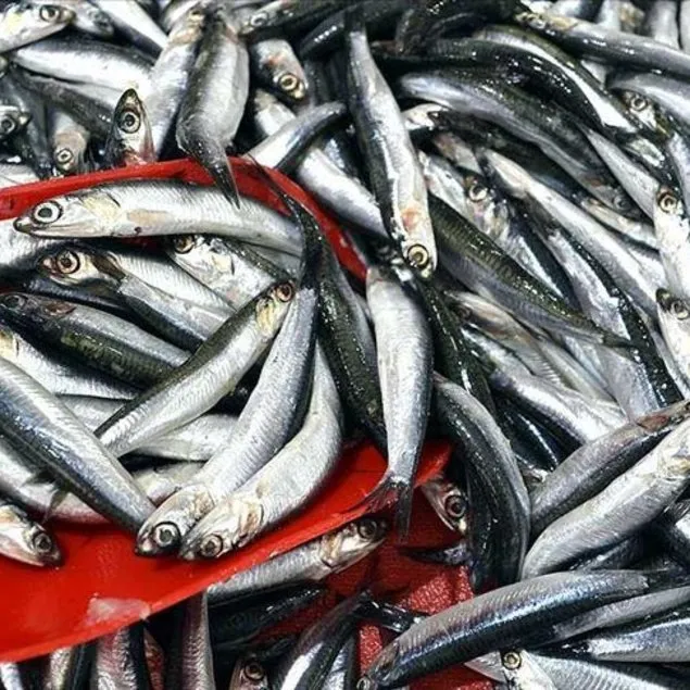 Hamsi çıktı fiyatı 200 TL