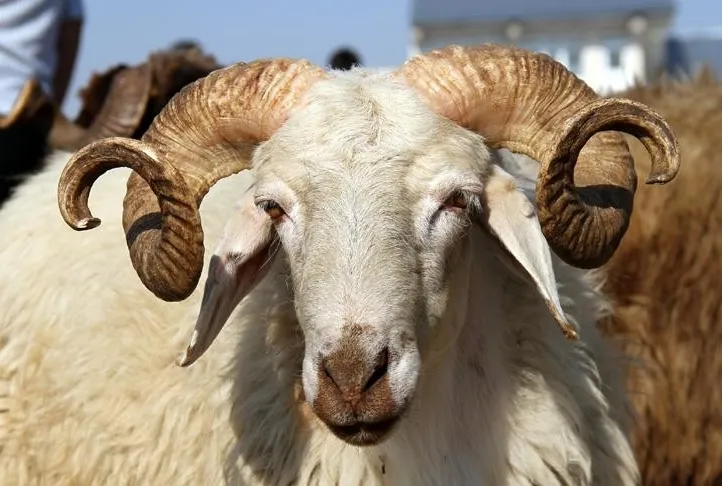 Kurbanla ilgili hayati uyarı