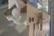 İstanbul’da dev çekirgeler neden çoğaldı? Uzmanından panik yapmayın uyarısı