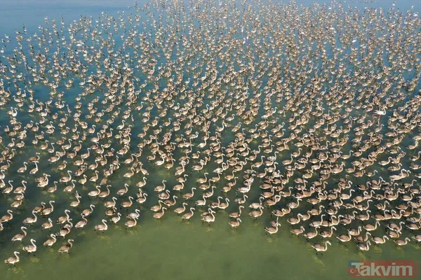 Minik allı turnalar (flamingolar) uçmayı İzmir Kuş Cenneti'ndeki doğal kreşte öğreniyorlar - 41