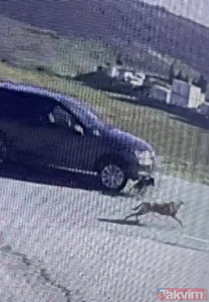 İstanbul, Tuzla’da cani sürücü 4 yaşındaki köpeği ezdi ve arkasına bakmadan kaçtı