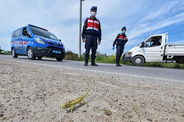 Antalya'da Jandarma, bukalemun geçene kadar trafiği durdurdu