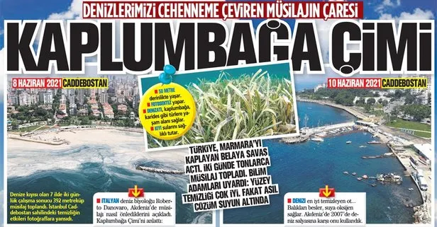 Kaplumbağa çimi