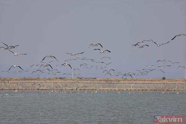 Minik allı turnalar (flamingolar) uçmayı İzmir Kuş Cenneti'ndeki doğal kreşte öğreniyorlar - 1
