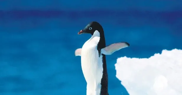 Adelie pengueni yanlışlıkla 3 bin km yüzerek Yeni Zelanda’ya ulaştı | Dünyadan haberler
