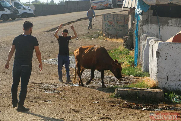 Diyanet, LÖSEV, KIZILAY, İHH, Mehmetçik Vakfı kurban bağış bedeli 2023! Kurban bağış bedeli ne kadar, kaç TL? Vakıflara nasıl bağış yapabilirim? - 12