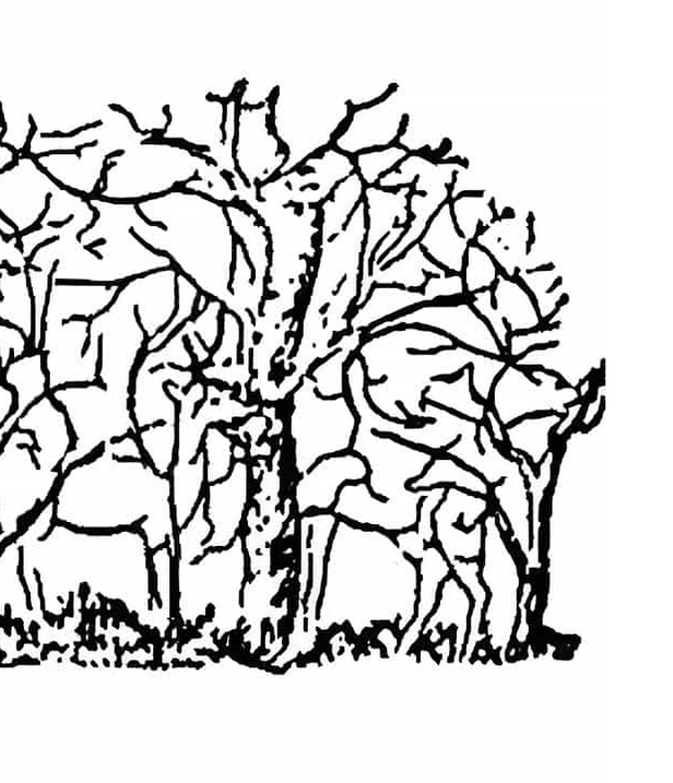 puzzledaki-zurafayi-sadece-yuksek-iqsu-olanlar-6-saniyede-buluyor-1697527745802.jpg Ağaç dallarıyla gizlenmiş zürafayı 6 saniye içinde bulabilecek misiniz?-4