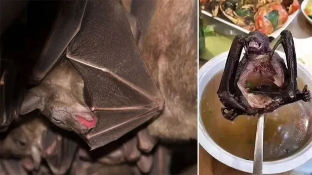 Koronavirüsle ilgili gizli belgeler ortaya çıktı! ABD ve Çin’in finanse ettiği deneyler…-1