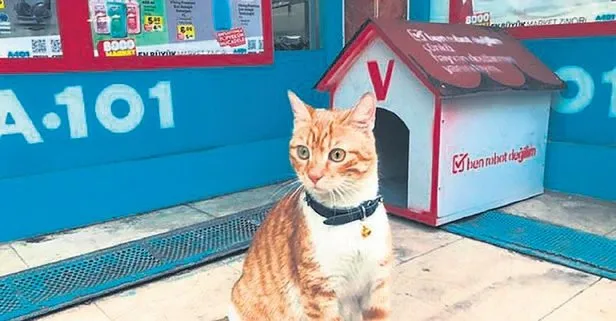 Marketçi kedi dünya basınında