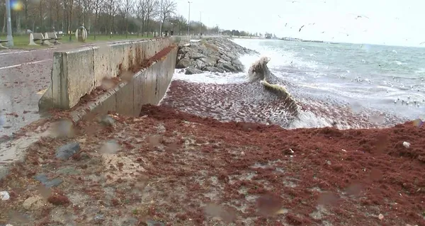 Caddebostan Sahili kırmızı yosunlarla kaplandı